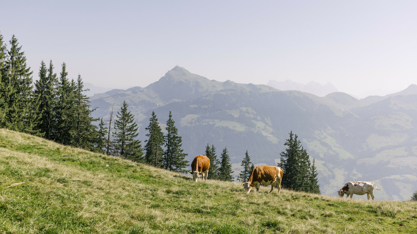 Wanderung auf den Hahnenkamm - Kühe beim grasen