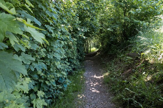 Wanderweg Malern Walk Schmaler, schattiger Wanderweg zwischen dichten grünen Hecken und Bäumen.