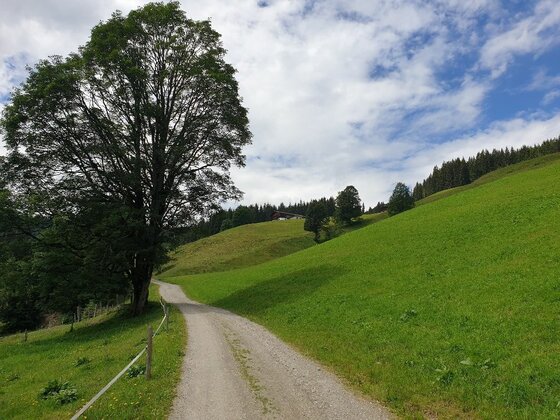 Ein geschotterter Wanderweg führt an einem großen Laubbaum vorbei über grüne Almwiesen bergauf.
