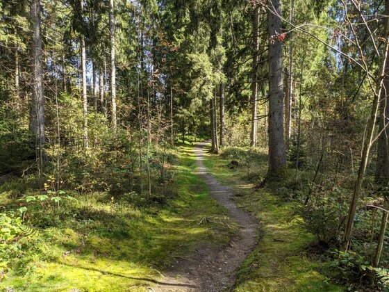 Wanderpfad im Bichlach Schmaler, unbefestigter Wanderpfad durch einen dichten Nadelwald mit moosigem Untergrund.