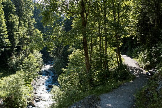 Wanderweg am Gebirgsbach Ein geschotterter Wanderweg verläuft oberhalb eines Gebirgsbachs durch einen dichten Laubwald.