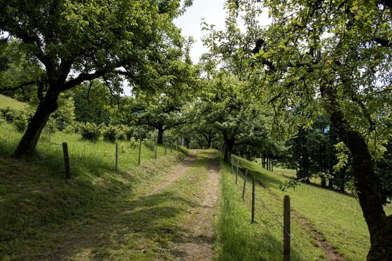 Ein unbefestigter Feldweg führt durch eine grüne Streuobstwiese mit alten Bäumen und einem Holzzaun.