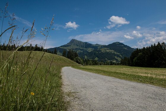 Wanderweg am Steuerberg Ein geschotterter Wanderweg führt durch grüne Wiesen auf ein bewaldetes Bergmassiv unter blauem Himmel zu.