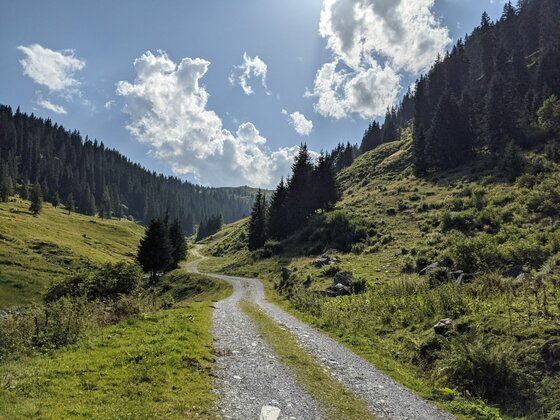Ein geschotterter Wanderweg führt durch ein grünes Gebirgstal mit Nadelwäldern unter bewölktem Himmel.