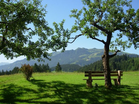 Bankei am Hof Filzen Holzbank unter einem Baum auf einer grünen Wiese mit Blick auf bewaldete Berge.