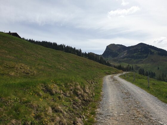Ein geschotterter Forstweg führt durch grüne Almwiesen in Richtung bewaldeter Berge unter bewölktem Himmel.