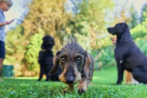 KB DOGS Hundebetreuung Ein kleiner Rauhaardackel im Vordergrund auf einer Wiese mit weiteren Hunden und einem Kind im Hintergrund.