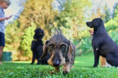 Ein kleiner Rauhaardackel im Vordergrund auf einer Wiese mit weiteren Hunden und einem Kind im Hintergrund.