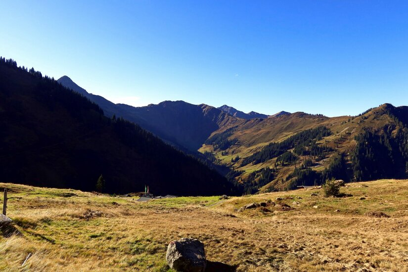 Blick über eine alpine Graslandschaft auf bewaldete Berghänge unter blauem Himmel.