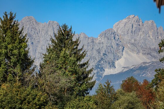 Ausblick Wilder Kaiser Blick auf die schroffen Felsgipfel des Wilden Kaisers hinter grünen Nadelbäumen unter blauem Himmel.