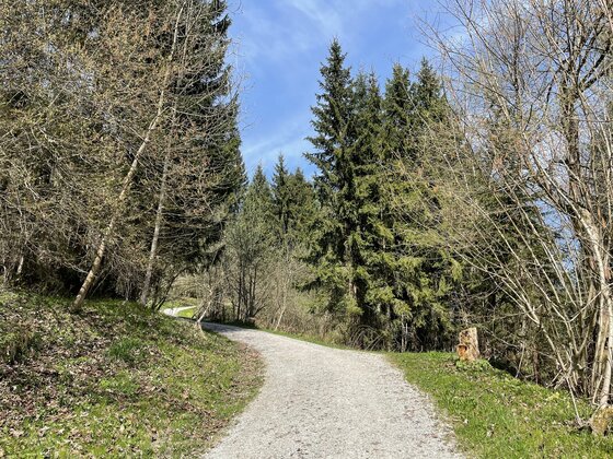 Wanderweg am Ganslernweg Ein geschotterter Wanderweg führt durch einen Mischwald mit Nadel- und Laubbäumen unter blauem Himmel.