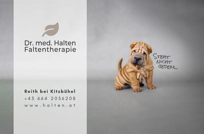 Halten Falten Werbesujet Shar-Pei-Welpe vor grauem Hintergrund neben Werbetext für Faltenherapie.