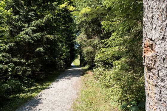 Ein schmaler Schotterweg führt durch einen dichten Nadelwald mit hohem Baumbestand.