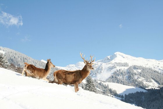 Wildpark Aurach Winter Zwei Rehe stehen im Schnee vor einer Berglandschaft. Der Himmel ist klar und blau.