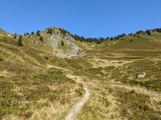 Wanderweg am Bischof Schmaler Wanderpfad führt durch eine grasbewachsene Gebirgslandschaft unter blauem Himmel.