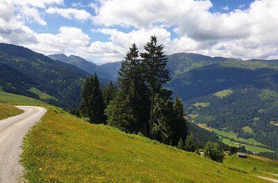 Ein geschotterter Bergweg führt an einer grünen Almwiese mit Nadelbäumen vorbei in ein bewaldetes Tal.