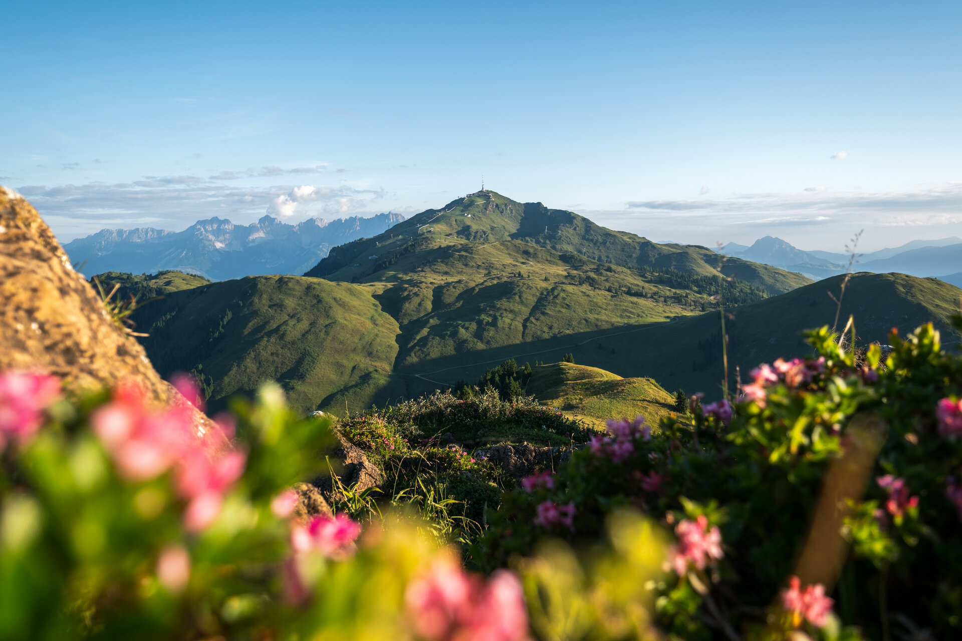 Blick auf eine grüne Berglandschaft mit blühenden Pflanzen im Vordergrund und majestätischen Gipfeln im Hintergrund.