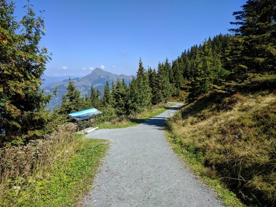 Geschotterter Wanderweg mit Informationstafel vor Nadelwald und Berggipfel unter blauem Himmel.