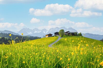 Eine blühende gelbe Blumenwiese mit einem Bauernhof auf einem Hügel vor schneebedeckten Bergen.