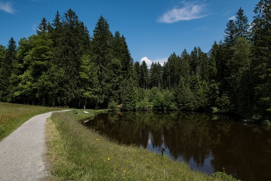 Schotterweg führt an einem kleinen See vorbei, der von dichtem Nadelwald umgeben ist.
