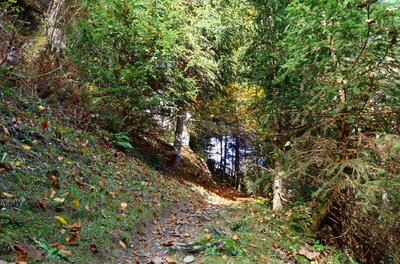Schmaler Waldweg mit herbstlichem Laub zwischen Nadelbäumen an einem Hang.