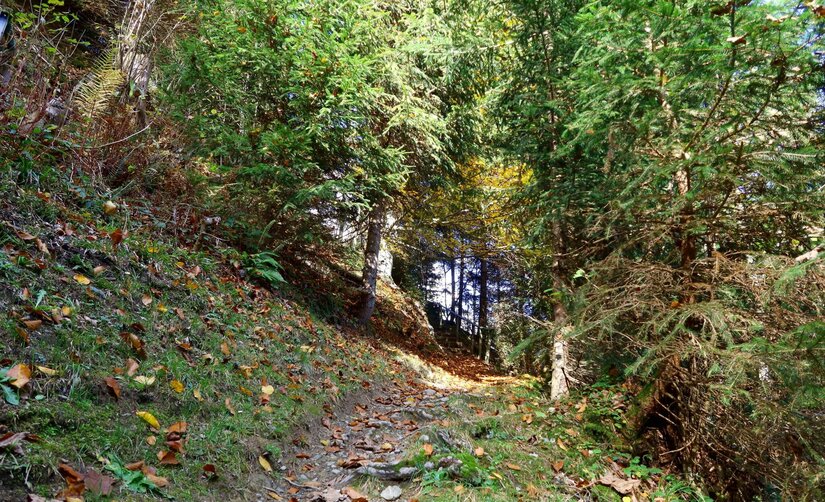 Schmaler Waldweg mit herbstlichem Laub zwischen Nadelbäumen an einem Hang.