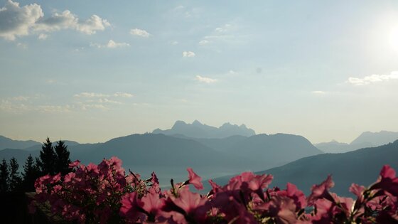 Blick auf Steinberge Blick über rosa Blumen im Vordergrund auf eine Gebirgskette im Hintergrund unter blauem Himmel.