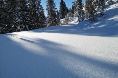 Verschneite Skipiste oder Wanderweg im Nadelwald unter blauem Himmel.