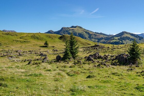 Grüne Almwiese mit Felsbrocken, vereinzelten Nadelbäumen und Bergen im Hintergrund unter blauem Himmel.