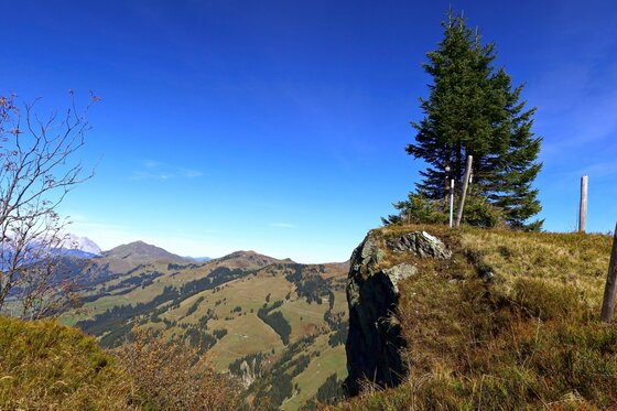 Blick von einem grasbewachsenen Felsvorsprung mit Nadelbaum auf bewaldete Berghänge unter blauem Himmel.