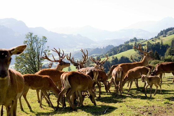 Rotwild im Wildpark Eine Gruppe von Hirschen und Rehen auf einer Bergwiese vor einem Talpanorama.