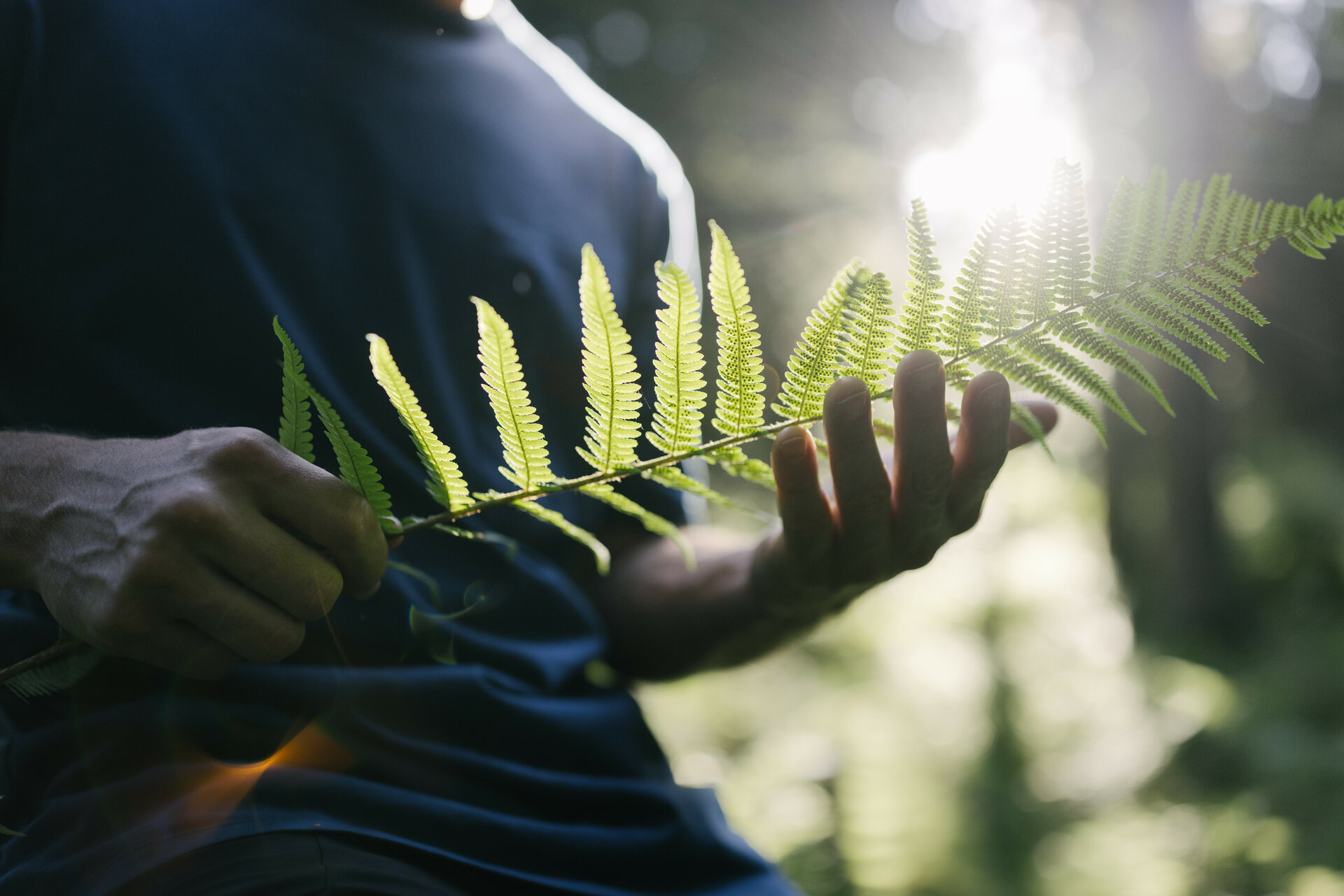Ein Mann hält einen langen Farn in der Hand, während Sonnenstrahlen durch den Wald scheinen und eine friedliche Atmosphäre schaffen.