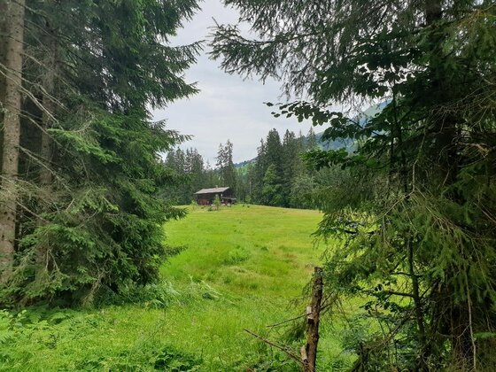 Jagahäusel auf Waldlichtung Blick durch Nadelbäume auf eine grüne Waldlichtung mit einer kleinen Holzhütte im Hintergrund.