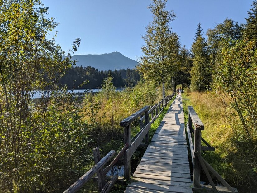 Ein schmaler Holzsteg mit Geländer führt durch eine bewachsene Uferlandschaft an einem See.