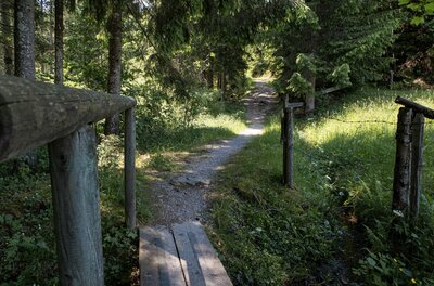 Schmaler Waldweg mit Holzsteg und Weidezaun im Vordergrund.