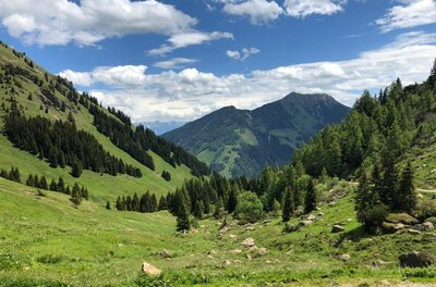 Grünes Alpental mit Nadelbäumen und Blick auf bewaldete Berggipfel unter blauem Wolkenhimmel.