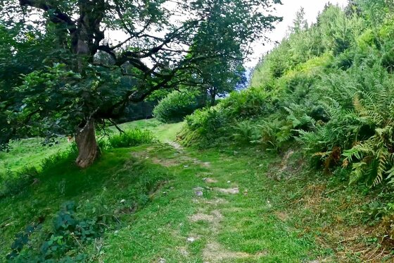 Wanderweg am Waldrand Ein schmaler, grasbewachsener Wanderweg führt an einem Baum und Farnen vorbei einen Hang hinauf.