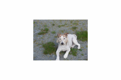 Ein weiß-brauner Hund liegt auf einem Schotterweg mit vereinzelten Grasbüscheln.