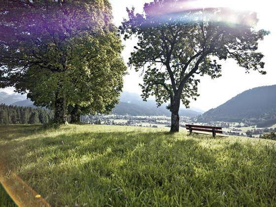 Wiese mit Bäumen und einer Holzbank vor einem Tal mit Bergen im Hintergrund.