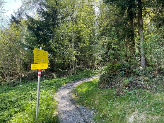 Wanderwegweiser im Wald Gelbe Wegweiser an einem schmalen Schotterweg, der in einen Nadelwald führt.