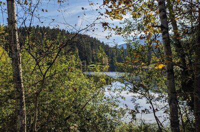 Blick durch Birken und herbstliches Laub auf einen ruhigen See mit bewaldetem Ufer.