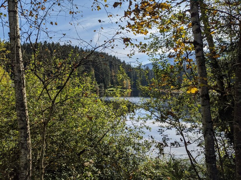 Gieringer Weiher im Herbst Blick durch Birken und herbstliches Laub auf einen ruhigen See mit bewaldetem Ufer.