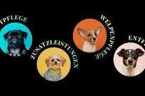 Vier stilisierte Hunde-Illustrationen in bunten Kreisen, umgeben von Text. Die Begriffe beschreiben verschiedene Dienstleistungen für Hunde: Komplettpflege, Zusatzleistungen, Welpenpflege und Entfilzen.
