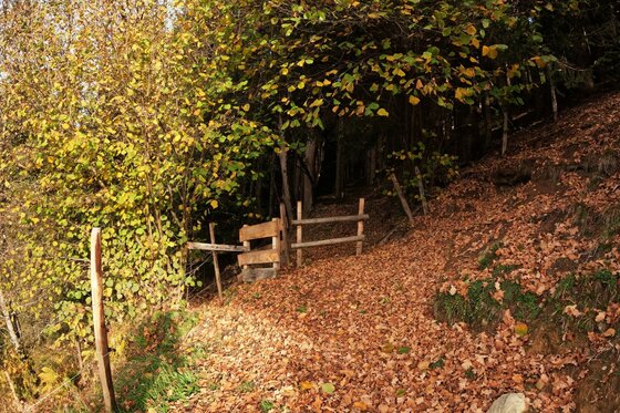 Ein mit Herbstlaub bedeckter Waldweg führt zu einem hölzernen Zauntritt unter Bäumen.