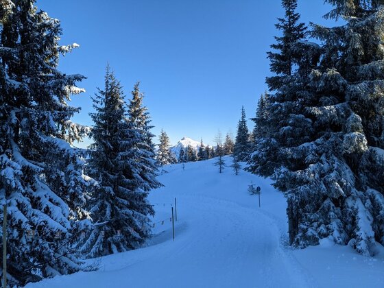 Winterlicher Waldweg im Gebirge Verschneiter Waldweg mit Tannen unter blauem Himmel und Berggipfel im Hintergrund.