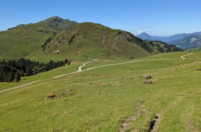 Almwiesen am Karstein Grüne Almwiesen mit Schotterwegen und Bergen im Hintergrund unter blauem Himmel.