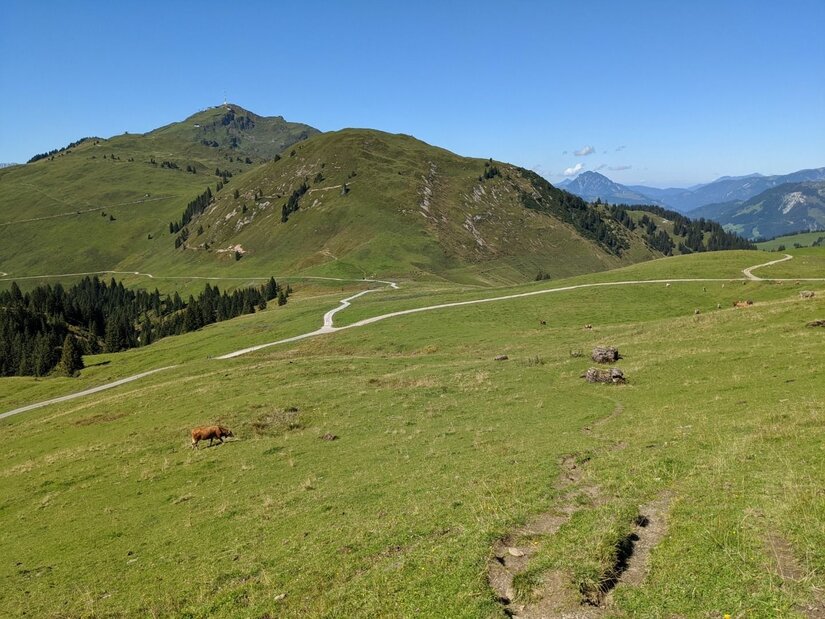 Almwiesen am Karstein Grüne Almwiesen mit Schotterwegen und Bergen im Hintergrund unter blauem Himmel.