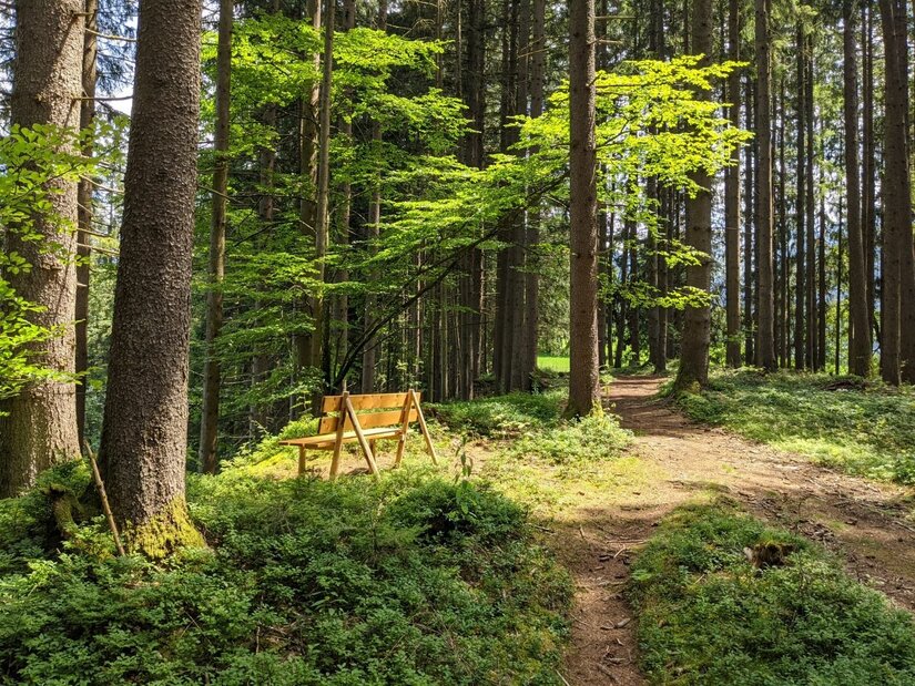Rastplatz am Waldweg Pürsting Holzbank an einem schmalen Waldweg zwischen hohen Nadelbäumen.