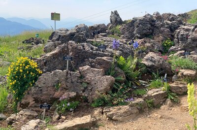 Ein felsiger Garten mit bunten Blumen und Pflanzen. Im Hintergrund sind Berge und ein klarer Himmel sichtbar.