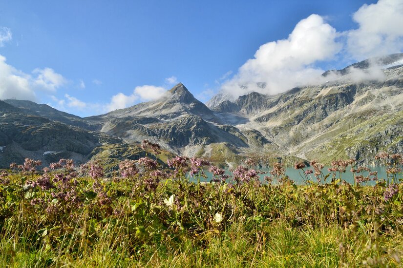 Blick über eine Bergwiese mit rosa Blumen auf einen See und felsige Berggipfel unter blauem Himmel.